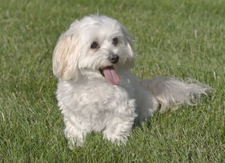 Maltese 606 0 Il Maltese